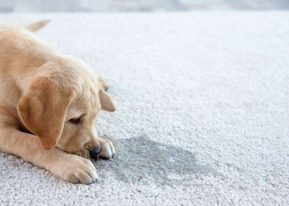 Scotchgard Puppy Soiled Carpet